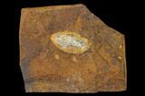 Unidentified Fossil Seed From North Dakota - Paleocene #145353-1